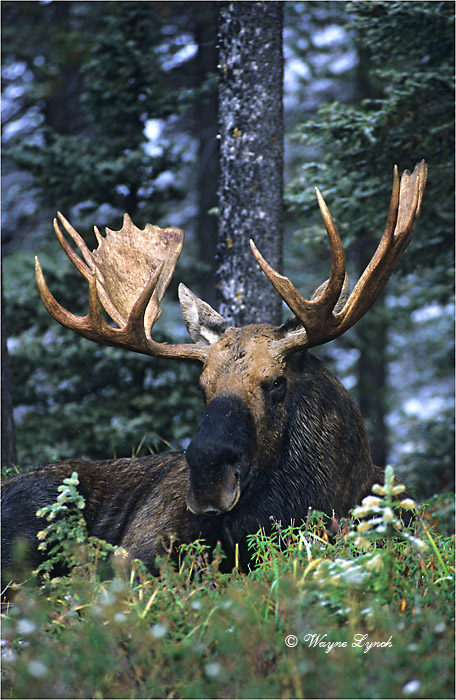 Bull Moose 101C by Dr. Wayne Lynch &copy;